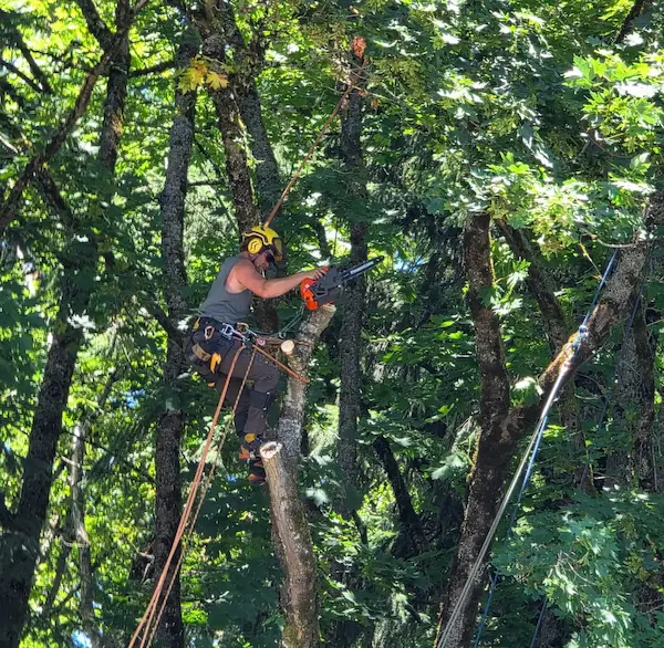 A climber pruning hazard branches out of a mature tree.