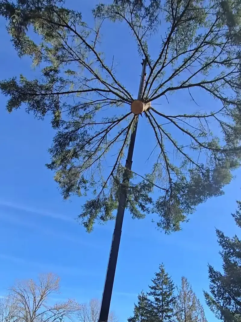 A leaning tree being assessed for removal beside a property line.
