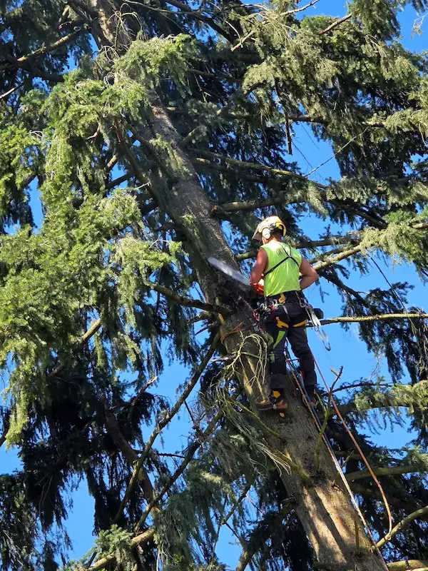 Robert Lyth roped into a tall fir, chainsaw running, about to cut a section free.